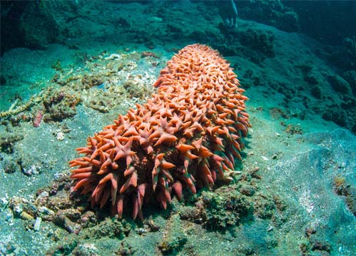 sea-cucumber